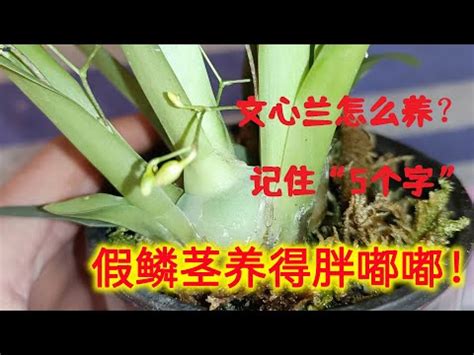 文心蘭風水|【文心蘭風水】文心蘭風水｜打造居家好運，提升整體運